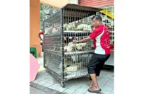 Shopowner slapped with RM1,000 fine for unlicensed chicken slaughter