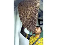 Bee kind to the pollinators