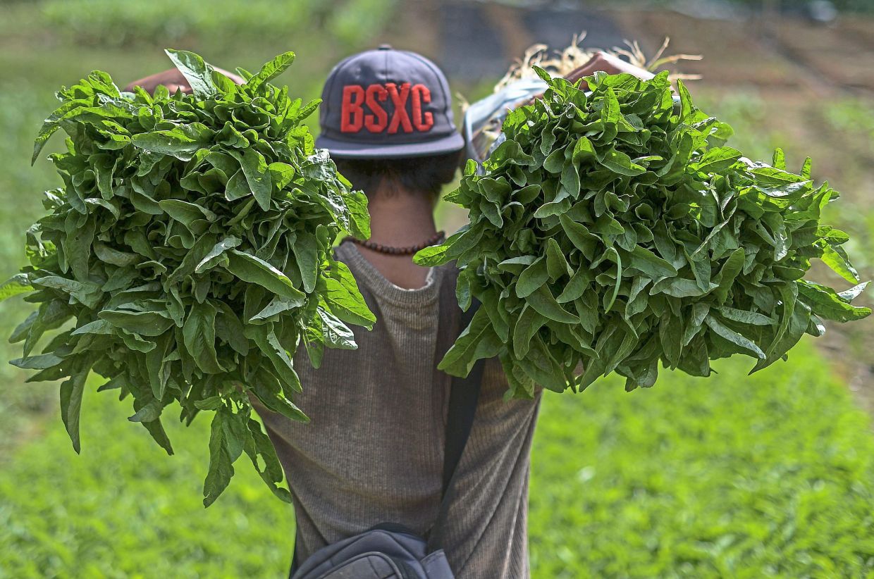Changing mindset: The Ideas study found that a vast majority of students who express interest in agriculture careers come from non-agriculture families. — AFP