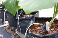 A new crop taking root