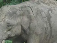 Inbreeding in elephants found to cause health issues, research needed to address problem, says study