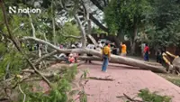Four Spanish tourists injured by falling tree at Ayutthaya temple in Thailand