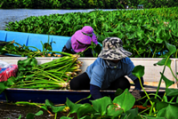 Turning weeds into wealth