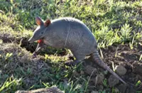 QuickCheck: Is it true that armadillo babies in a litter are always the same sex?