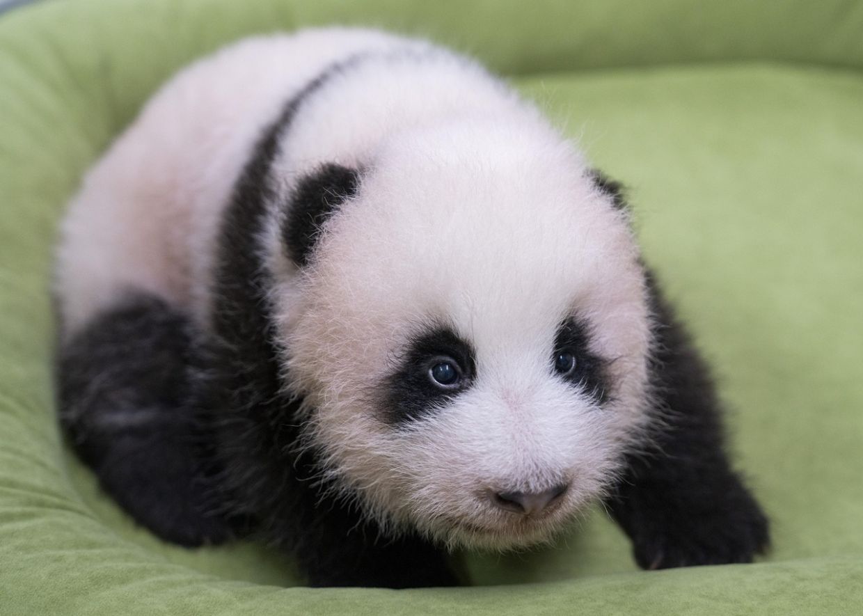 Everland theme park in South Korea opens vote to name baby panda