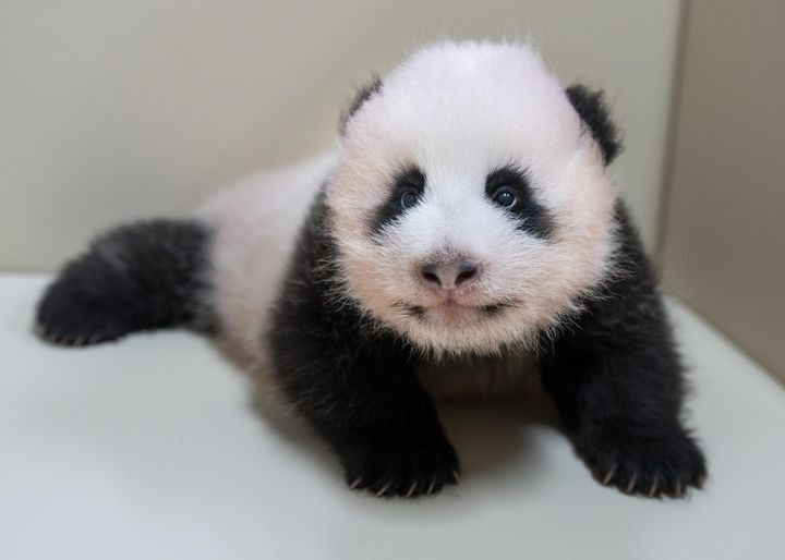 A baby panda was born on June 3 in Korea's largest theme park Everland. - Photo: Everland
