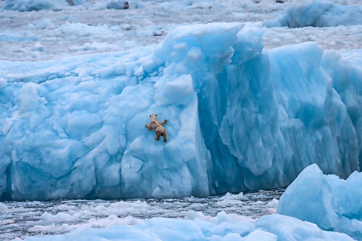 Catch a glimpse of the world's largest land predator in Greenland