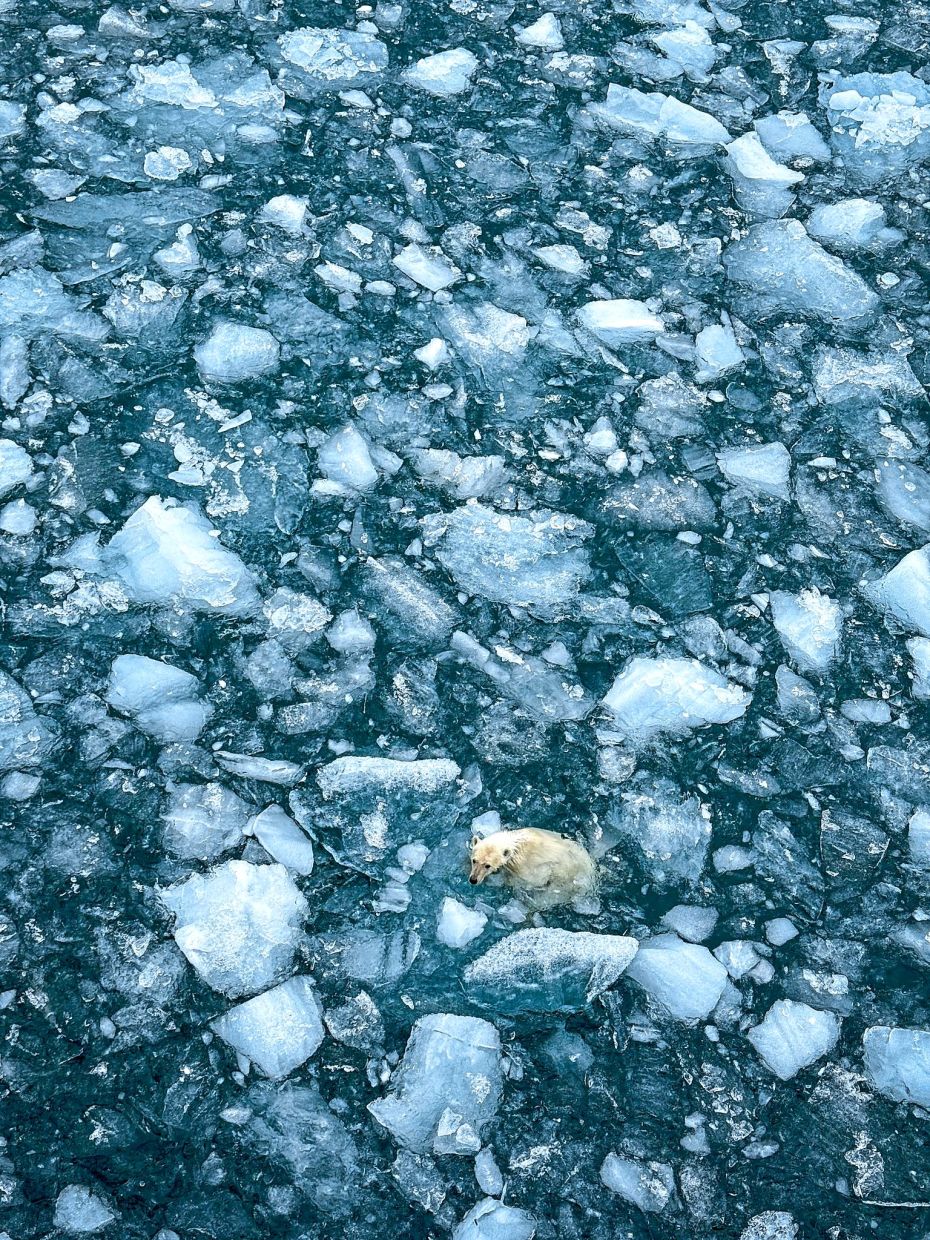 A polar bear hunting for food, leaping from one chunk of ice to the next.