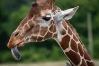 QuickCheck: Is it true that a giraffe's tongue is purple?