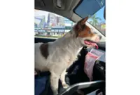Woman overcomes fear of dogs to rescue stray lost at Melaka roundabout