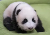 Everland theme park in South Korea opens vote to name baby panda