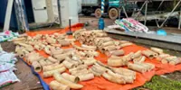 Lao authorities detain 11 foreign nationals, seize 1.8 tonnes of suspected wildlife products