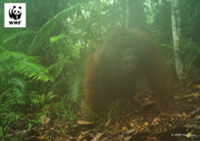 Orangutan population improving at Sungai Menyang Special Conservation Area, says WWF-Malaysia