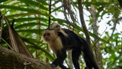 In this Costa Rican forest, monkeys come face-to-face with AI