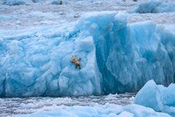 Catch a glimpse of the world's largest land predator in Greenland