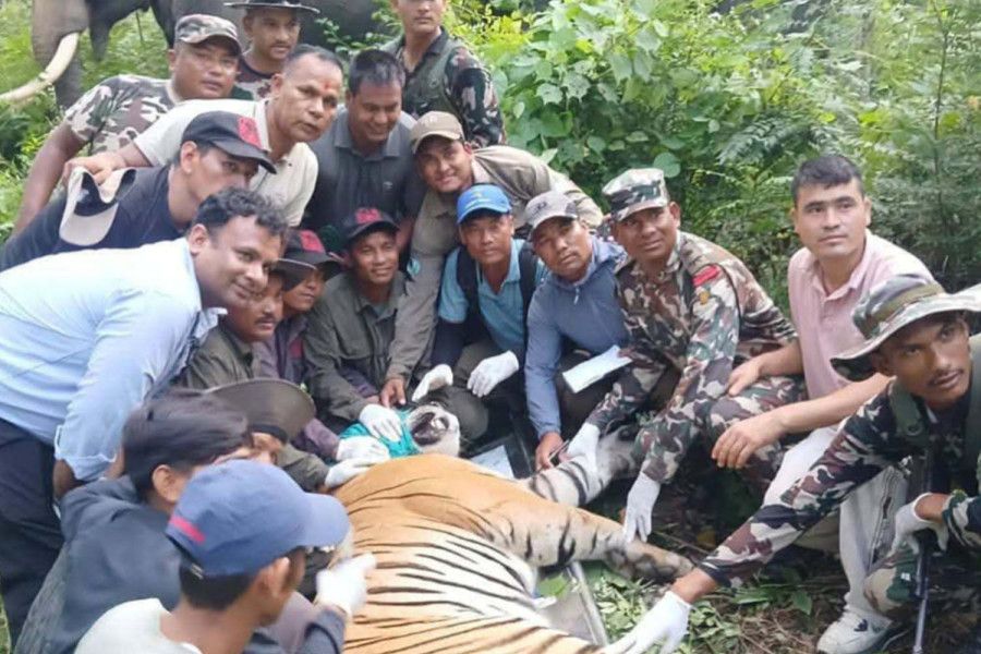 ?Problem’ tiger captured after terrorising villages in Bardiya