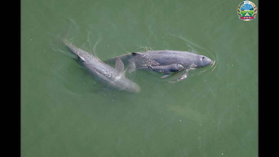 River dolphin command centre expected to open by year’s end