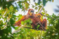 Bridging gaps for orang utan