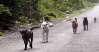 Better ways to manage strays