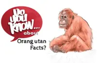 Do you know ... about Orang utan Facts?