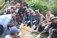‘Problem’ tiger captured after terrorising villages in Bardiya