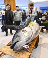 Mexico backs Japan’s bid to increase Pacific bluefin tuna catch quota