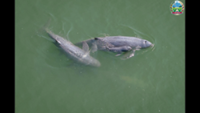 River dolphin command centre expected to open by year’s end