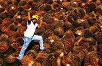 CPO prices to remain above RM4,600 in September on tightening supply, geopolitical disruptions
