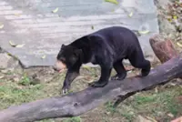 QuickCheck: Was an adult male sun bear captured in Dungun?