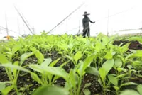 Agriculture and Food Security Ministry to cut import reliance amid geopolitical uncertainties
