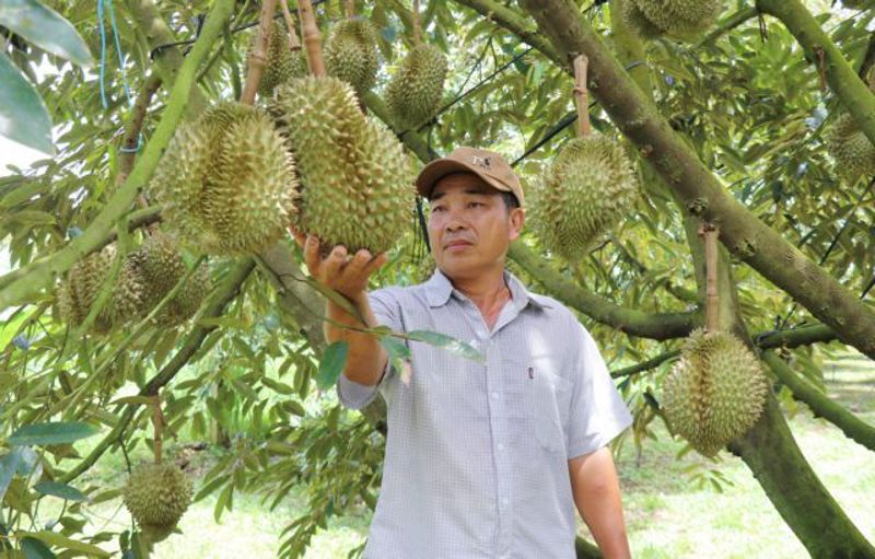 Vietnam's Central Highlands targets stronger co-operatives through digital transformation