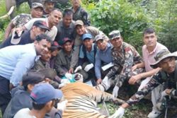 ‘Problem’ tiger captured after terrorising villages in Bardiya