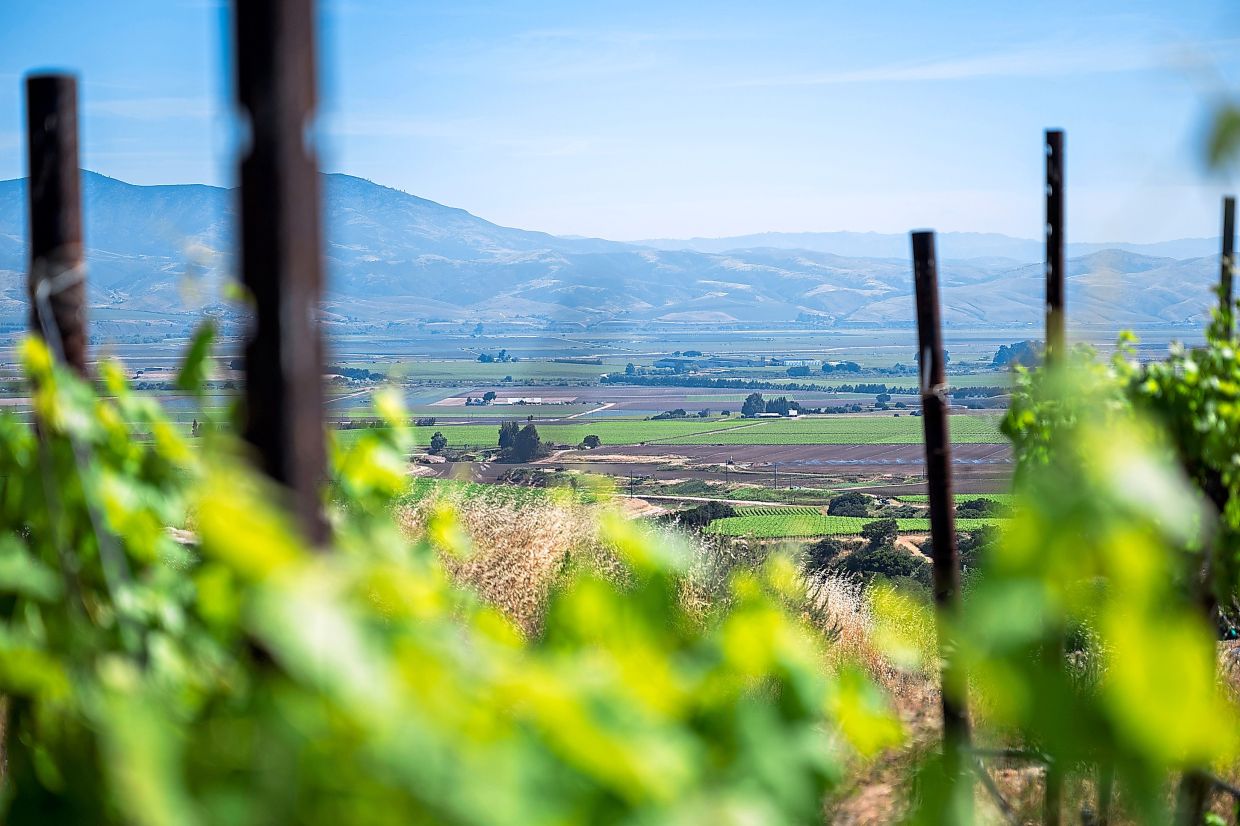 Grapevines and stakes being burned after they were ripped out at Sarmento Vineyard. — Nic Coury/The New York Times