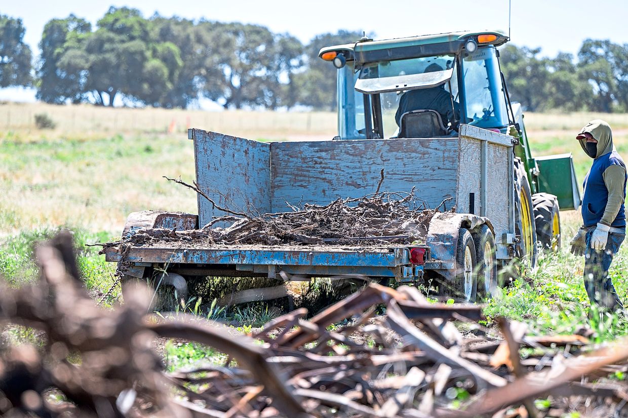 Workers cleaning up metal stakes and burnt grapevines after they were ripped out at Sarmento Vineyard. — Nic Coury/The New York Times