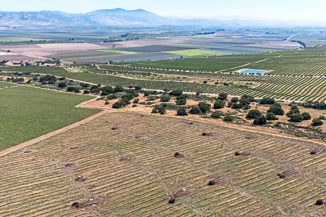 Pinot boom goes bust