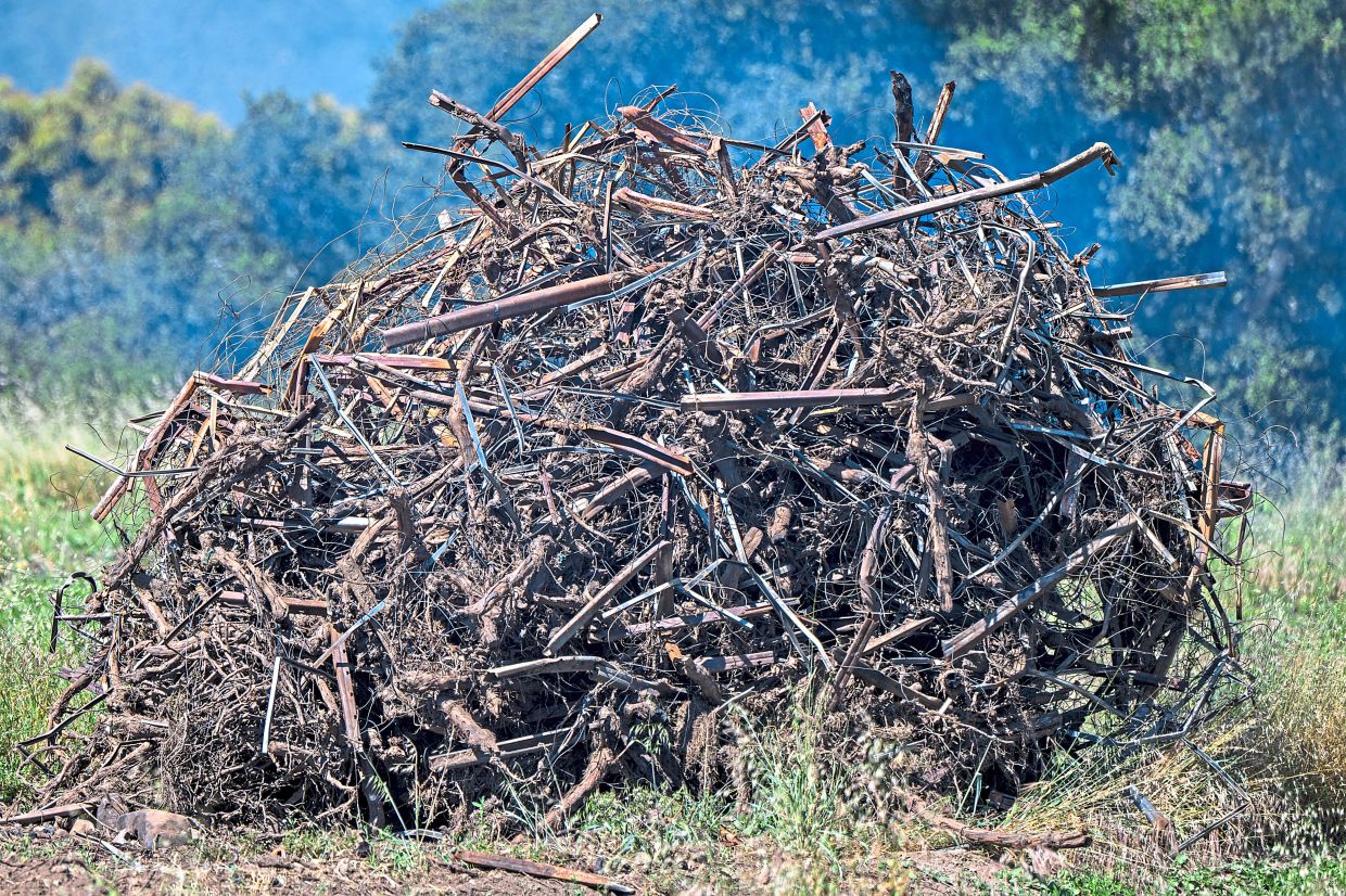 A tangled pile of ripped-out grapevines and stakes burning at Sarmento Vineyard in Soledad. — Nic Coury/The New York Times