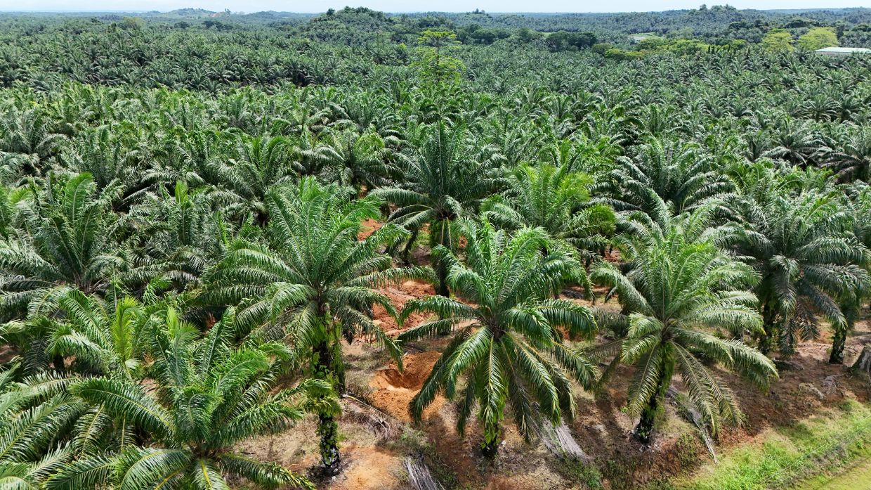 Lower palm oil yields loom as Sabah growers cut fertiliser