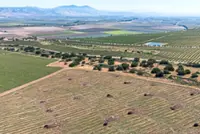 Pinot boom goes bust