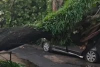Six individuals escape unharmed after tree falls on car