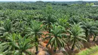 Lower palm oil yields loom as Sabah growers cut fertiliser