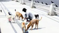 Municipal leader in India's Madhya Pradesh dresses up as dog to allege corruption in dog sterilisation