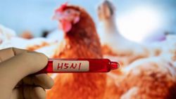 Over 1,000 birds found dead in suspected H5N1 outbreak in South Australia