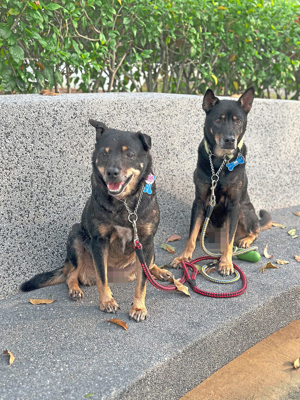 Dog Talk: How proper training and a carefully chosen leash can help your pet