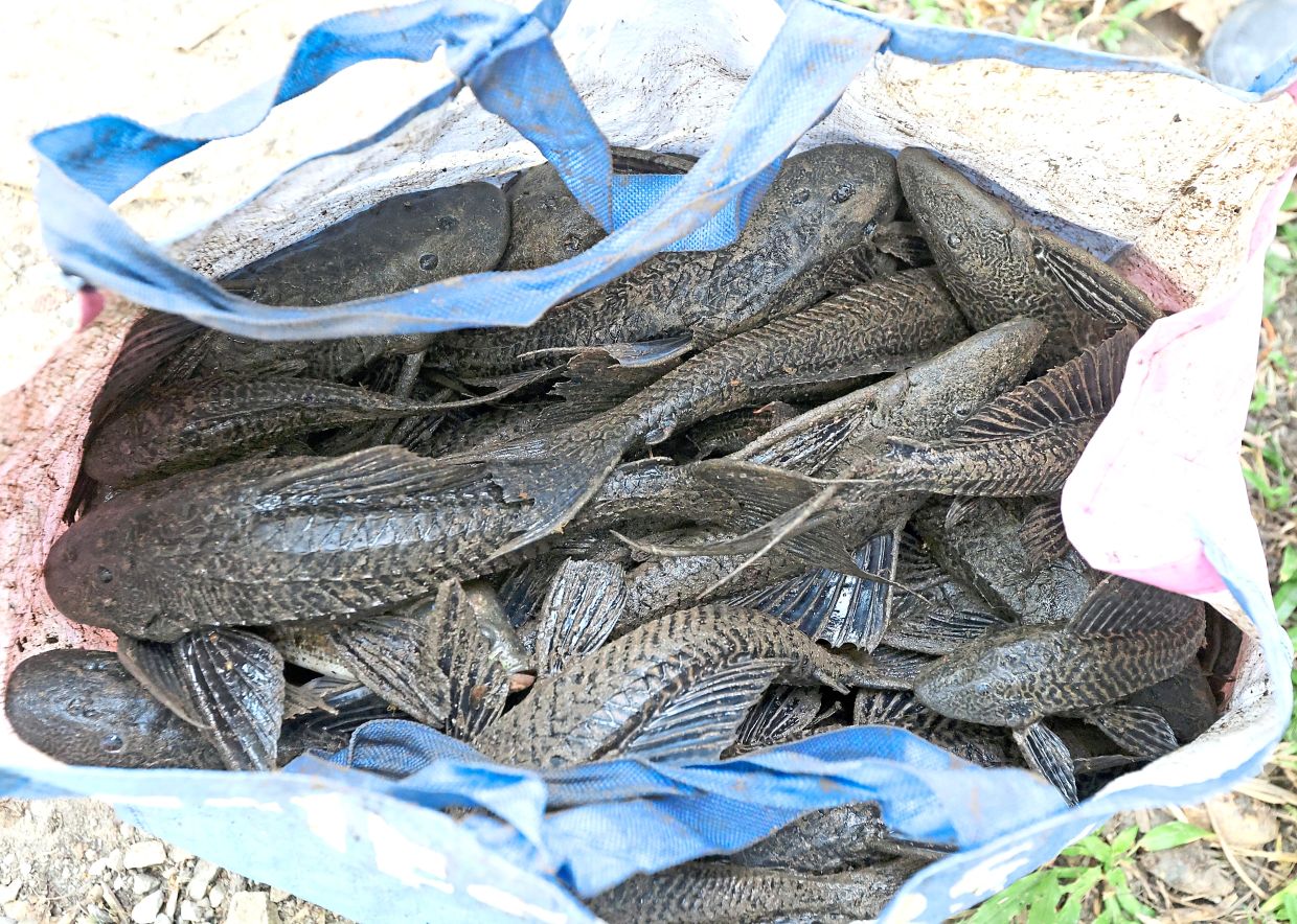 Once the project is commercialised, it should help reduce the population of suckermouth catfish in our waterways. — Filepic