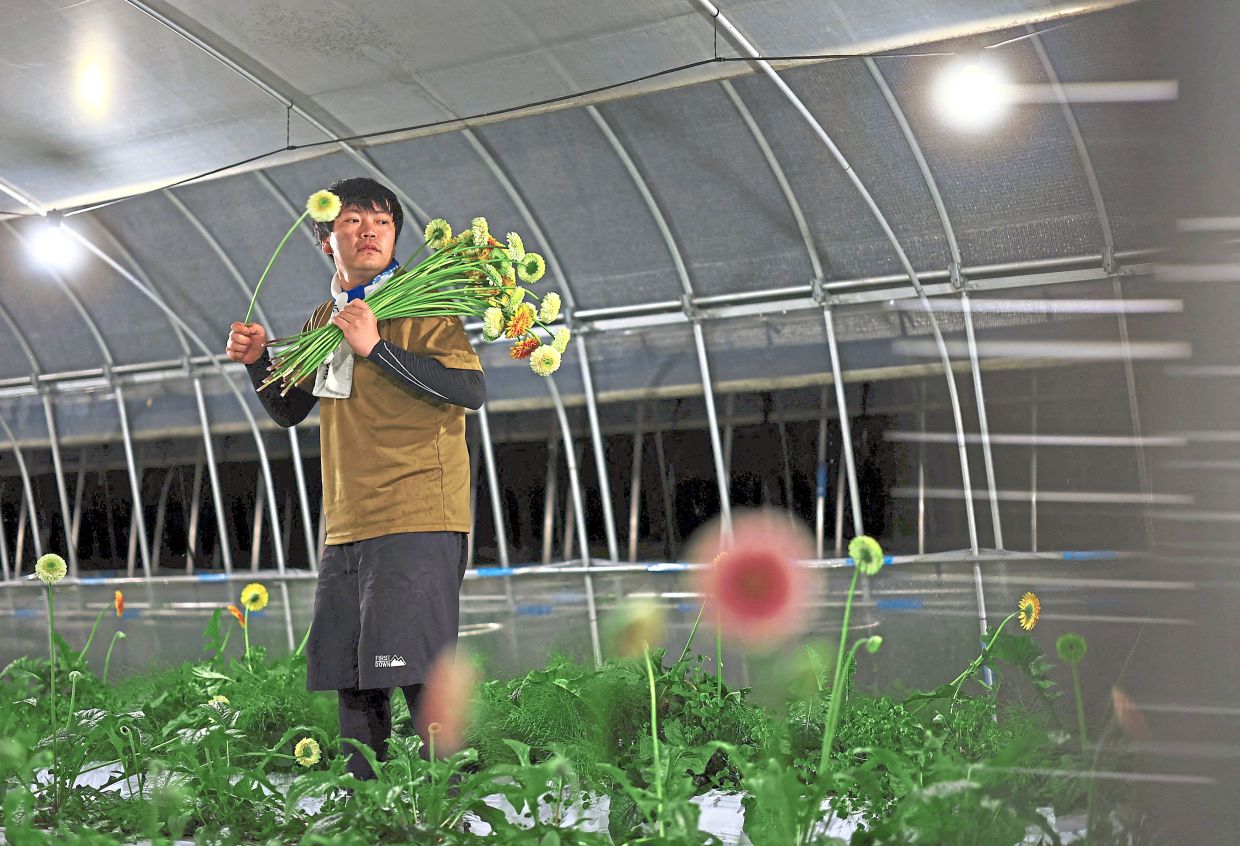 Flowers after dark: Workers at Iijima’s flower farm harvest gerberas (left) and asters (below) inside an illuminated greenhouse at night in Nikko, Tochigi prefecture. — Reuters