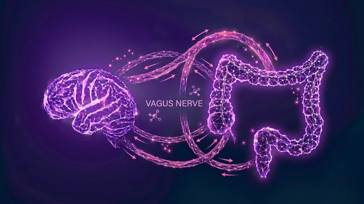 Our vagus nerve found to have unexpected link to memory