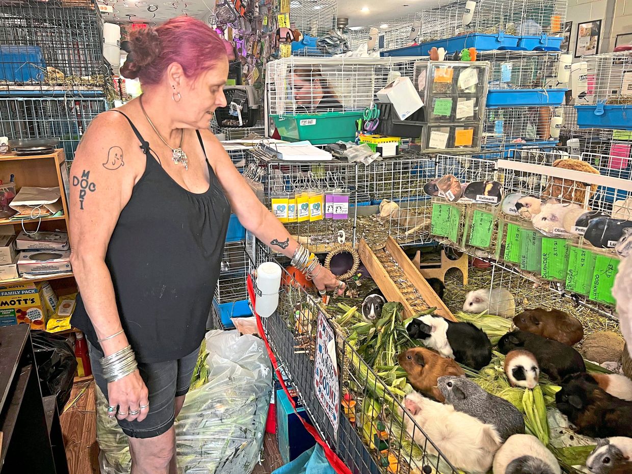 Smothermon feeds some of her several hundred guinea pigs. 