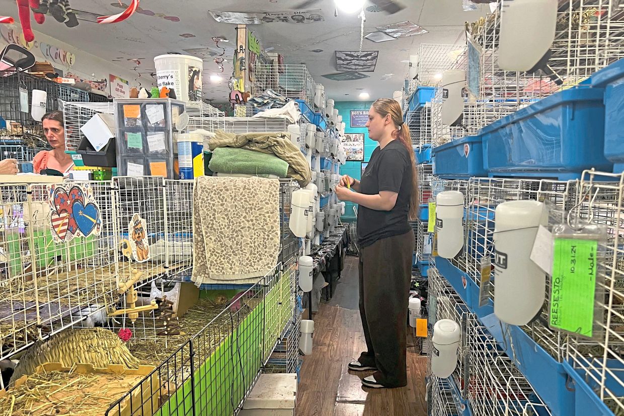 A volunteer monitors guinea pigs.