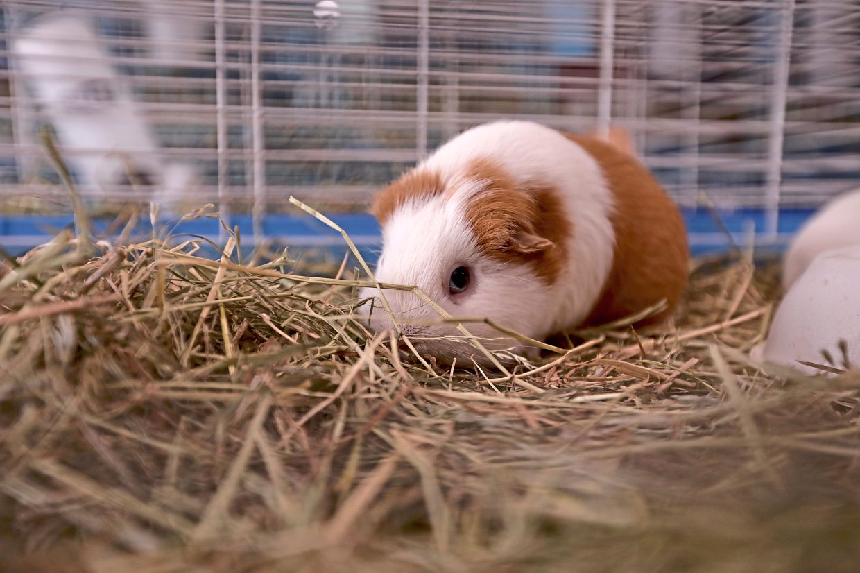 A guinea pig rests in its cage at The Guinea Pig Sanctuary. — AMANDA SWINHART/AP