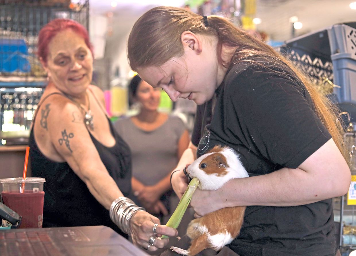 Smothermon (left) feeds a guinea pig corn husks while volunteer Brianna MacIntyre clips its nails. — AMANDA SWINHART/AP